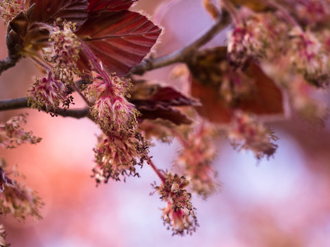 Nahaufnahme der männlichen und weiblichen Blütenstände einer blühenden Rotbuche (Blutbuche-Fagus silvatica).