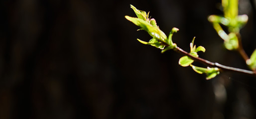Green branch with fresh leaves against dark background, limited selective focus