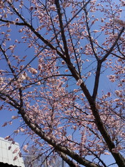 Spring blossom, flowering apricot. Sun day, blue sky Blooming tree