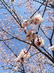 Spring blossom, flowering apricot. Sun day, blue sky Blooming tree