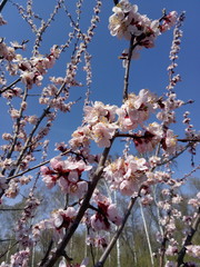 Spring blossom, flowering apricot. Sun day, blue sky Blooming tree