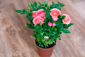 Pink Roses in a Pot.Flowers Background 