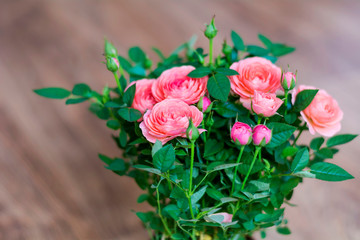 Pink Roses in a Pot.Flowers Background 