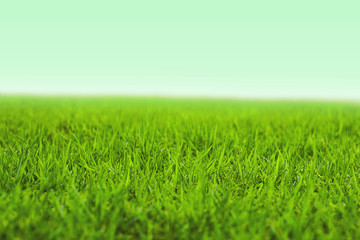Fototapeta na wymiar Photo of lawn or grassland. 芝生または草原の写真