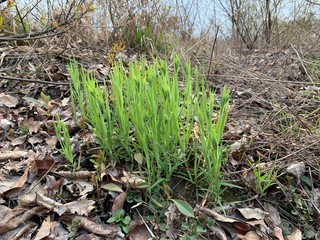 Green shoots break through the ground. Young plants sprout in the old soil. In the spring, grass grows in the forest.