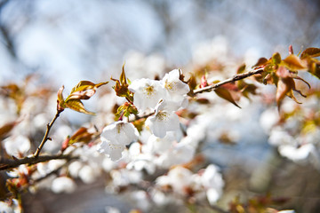 A branch of white cherry blossoms on a blue background