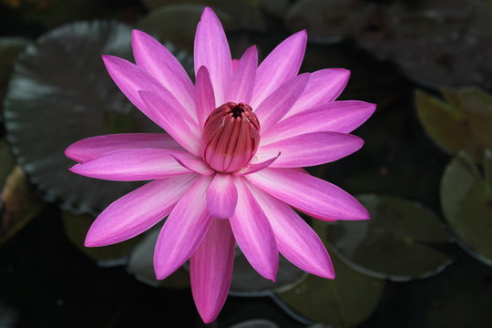 Nymphaea stellata/ water lilly/ blue lotus