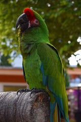 Ara is posing for photographer