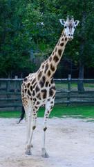 Obraz premium African zhyrafa. In the Prague zoo
