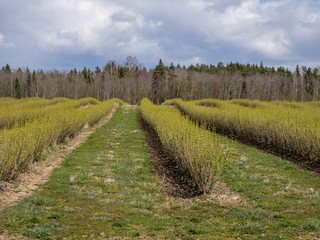 Fototapeta na wymiar landscape with rows of beautiful green blackcurrant bushes, first spring greenery