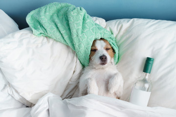 the dog is in bed with a bottle of wine. Stay at home. Funny jack russell terrier 
