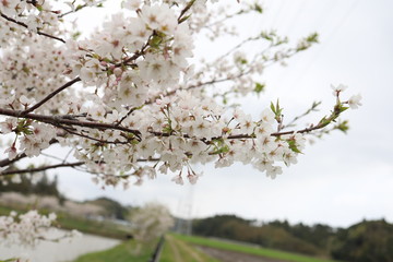 桜の花