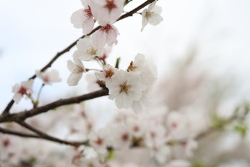 桜の花