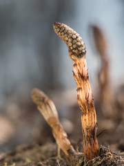 Eine aus der Erde wachsender aufrecht stehender brauner Spross  des Schachtelhalms mit seinen noch geschlossenen Sporenbehälter.