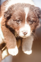 Fototapeta premium Homeless puppy. Little unhappy fluffy puppy. Portrait of a sad puppy.