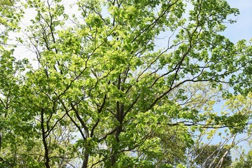 Giant dogwood trunk and leaves / Cornaceae deciduous tall tree
