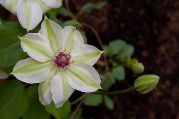 Extreme closeup of beautiful flower clematis montana, climbing plant with big white and green flower heads; floral wallpaper with copy space