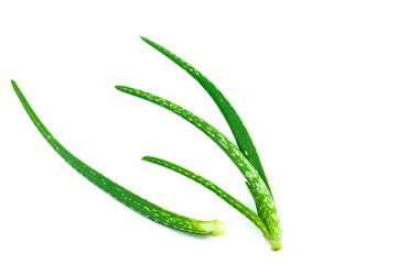 Aloe vera plant isolated on a white background.