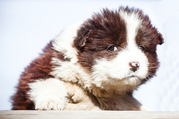 Fluffy puppy. Portrait of a little unusual puppy. Puppy dog chocolate color.