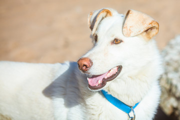 Obraz premium Beautiful white dog. Happy white fluffy dog at the beach