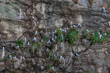 Seagull nesting in Lofoten Islands, Norway. selective focus