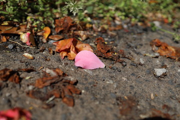 道路に落ちた花びら