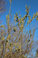 willow branches against the blue sky