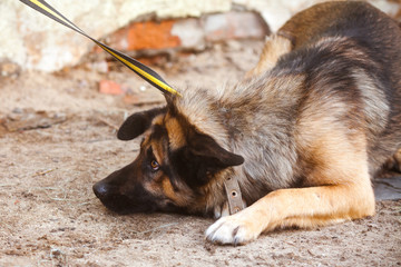 Unhappy dog. Scared dog. Naughty Outbred Dog.