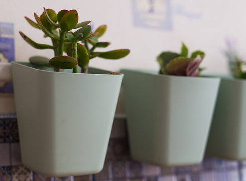 Succulents in green pots. Scandinavian room interior decoration. Close-up.