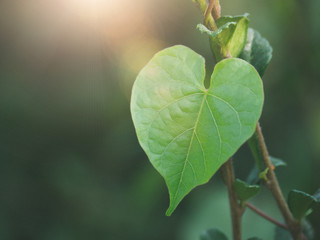 Obraz premium Heart shaped leaves. Green leaf with sunshine. love concept
