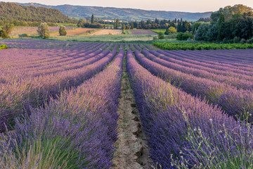 Fototapeta na wymiar Lavender Fields in Provance France