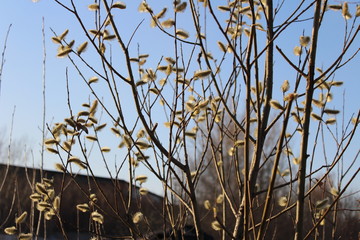 willow branches against the blue sky