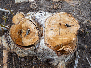 Close up of cut tree trunk. wood cut texture ring background. Cross section of tree trunk. wood texture