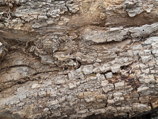 Tree bark texture background.  texture as a wooden background