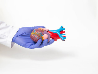 Doctor holds a mock heart organ in his hand on a white background. Heart transplant and surgery...