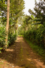 Path or street in an african village