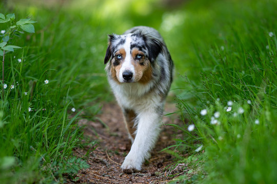 Australian Shepherd dog walking on path through gras
