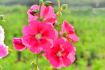 Fototapeta premium Hollyhock flowers in a park in luannan county, hebei province, China