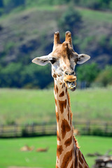 Obraz premium Beautiful African giraffe on the savannah