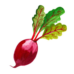 Watercolor whole single beetroot with leaf hand drawn illustration isolated on white background