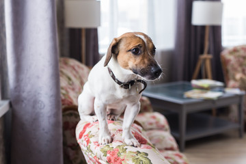 Jack Russell Terrier lying at home. Pet and household concept.