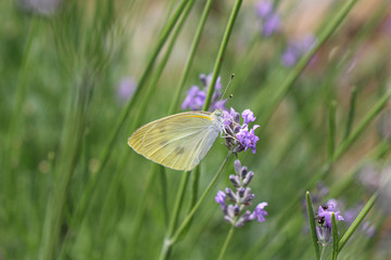 モンシロチョウ