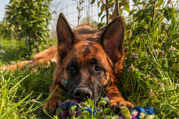 Giochi da cani nei giorni di quarantena - Fidenza(PR)