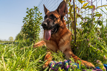 Giochi da cani nei giorni di quarantena - Fidenza(PR)