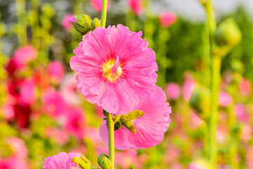 Hollyhock flowers in a park in luannan county, hebei province, China