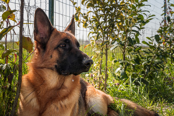 Giochi da cani nei giorni di quarantena - Fidenza(PR)
Ritratto di Skye