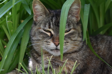 cat on grass © andrea