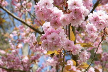 cherry blossom in spring