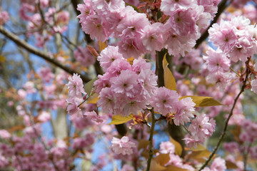 Obraz premium pink cherry blossom