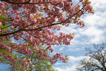 cherry blossom in spring